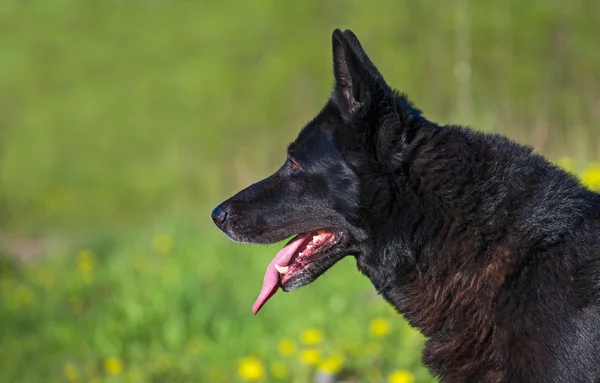 Black german shepherd outdoors. Space for text. — Stock Photo, Image