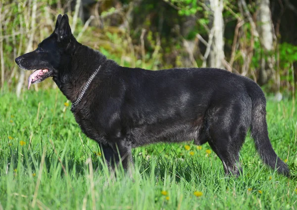 Portrait of black beautiful german shepherd outdoors. — Stock Photo, Image