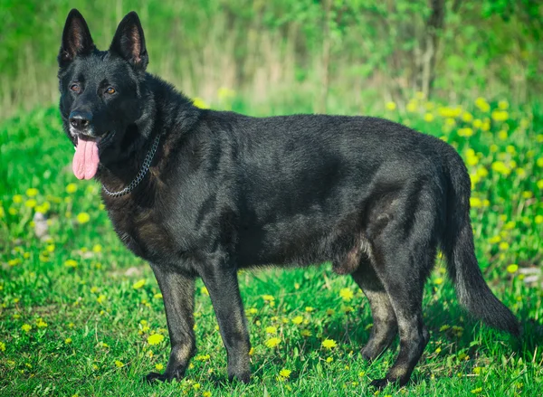 Portrait of black beautiful german shepherd outdoors. — Stock Photo, Image