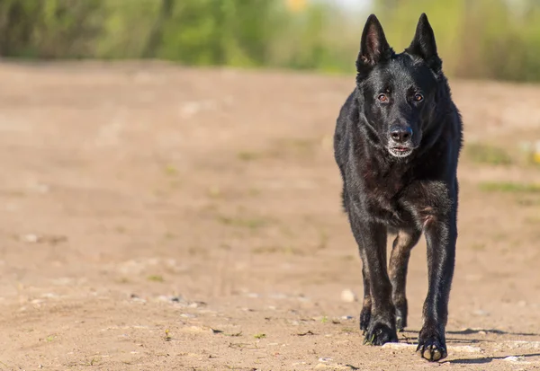 Zwarte Duitse herder buitenshuis. Ruimte voor tekst. — Stockfoto