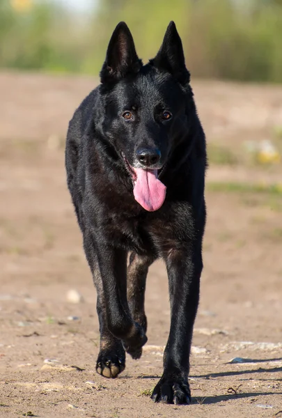 Portrait of black beautiful german shepherd outdoors. — Stock Photo, Image