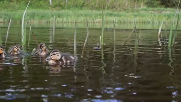 Кормящие утки на реке . — стоковое видео