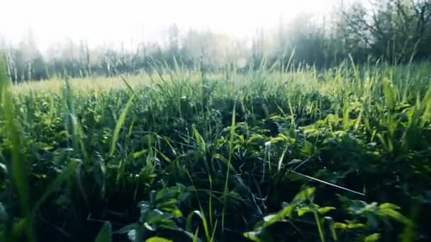 Camera flight over green grass. Slow motion. — Stock Video