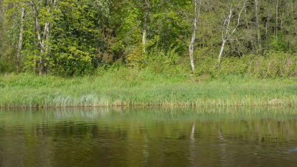 Bäume und Fluss. — Stockvideo