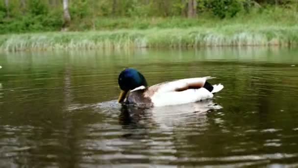 Enten auf dem Fluss füttern. — Stockvideo