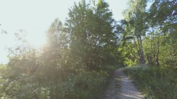 Forêt ensoleillée. Rotation panoramique à 360 degrés. 4K .