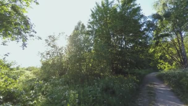 日当たりの良い森林。360 度パノラマ回転. — ストック動画