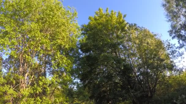 Güneşli orman. 360 derece panorama döndürme. — Stok video