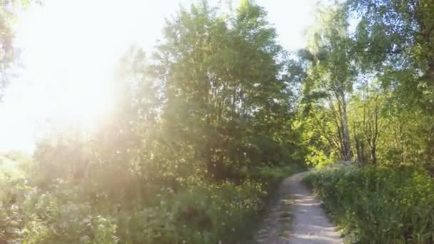 Forêt ensoleillée. Rotation panoramique à 360 degrés .