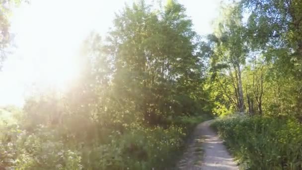 Bosque soleado. 360 grados de rotación panorámica . — Vídeos de Stock