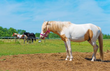Kırmızı at başlığı ile at. Senin metin için yer.