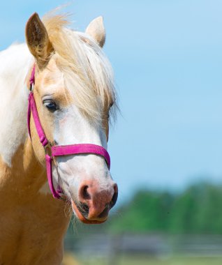 Horse with red bridle. Space for your text. clipart