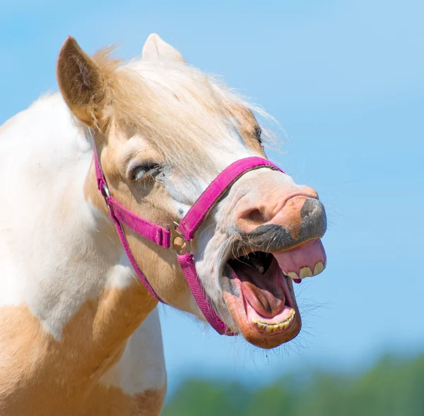 Cavalo Na Frente Do Céu Azul Imagem de Stock - Imagem de branco, dentes:  83381485