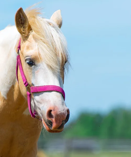 Horse with red bridle. Space for your text. — Stock Photo, Image