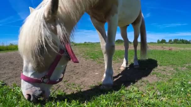 Кінь їсть траву на полі . — стокове відео