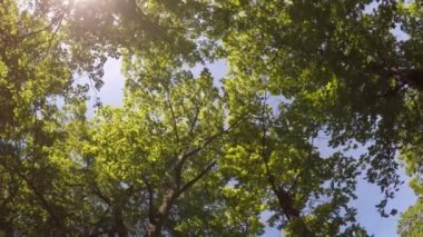 Ağaçların tepesinde. 360 derece panorama dönüşü.