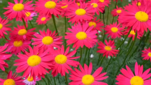 Flores púrpuras en el campo . — Vídeos de Stock