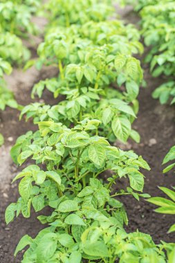 Yeşil patates çalı tarlası.
