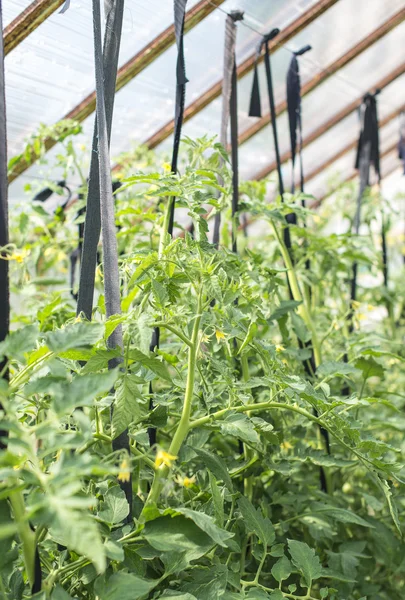 Jonge tomatenplanten in kas. — Stockfoto