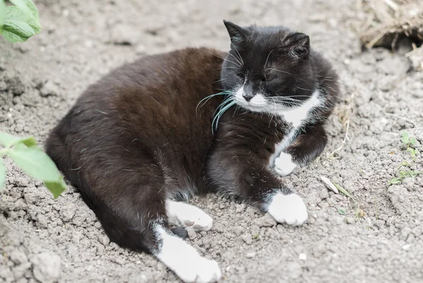 Ritratto di gatto selvatico randagio all'aperto . — Foto Stock