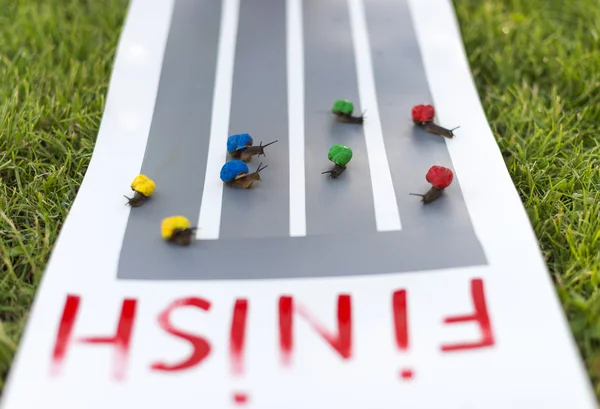 Snail race. Business team concept. — Stock Photo, Image