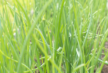 Bahçedeki taze soğan.