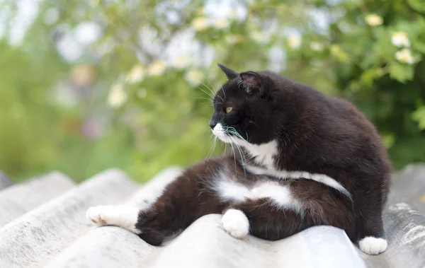 Ritratto di gatto selvatico randagio all'aperto . — Foto Stock