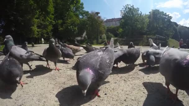 Krmit holuby v parku. Zpomalený pohyb. — Stock video