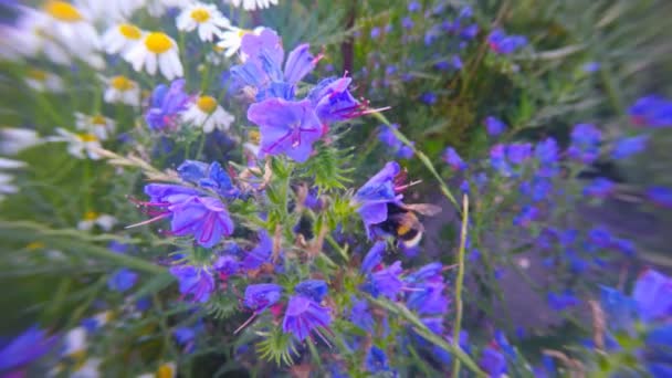 Bumble bee samlar nektar från blommor. — Stockvideo