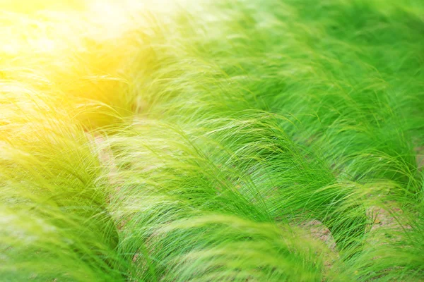 Pedaço de grama verde no campo . — Fotografia de Stock