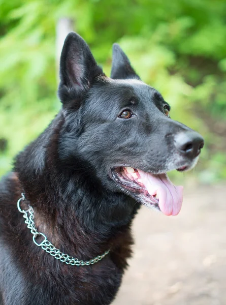 Portrait of black beautiful german shepherd outdoors. — Stock Photo, Image