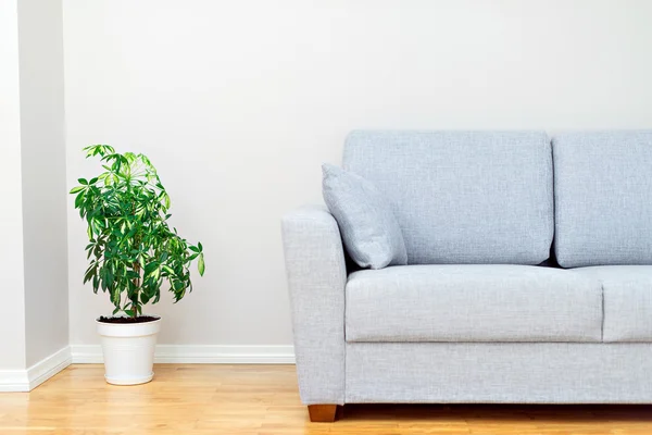 Sofá cinzento e planta verde. Interior do quarto . — Fotografia de Stock