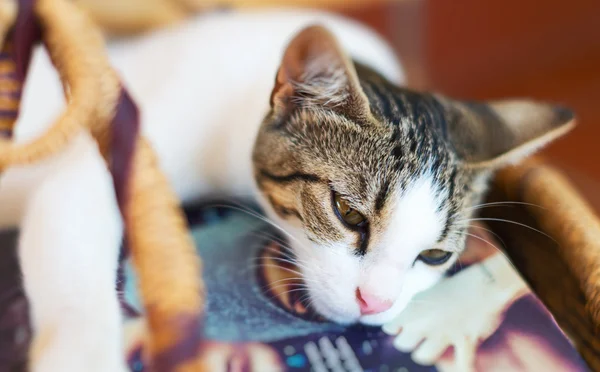 Lindo gatito en la cesta con libros . —  Fotos de Stock