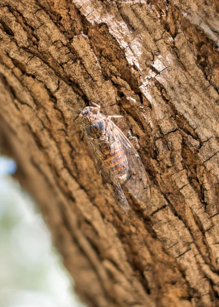 Cicada on the tree. Cicadoidea. — Stock Photo, Image