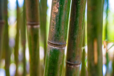Ormandaki yeşil bambu saplarına yakın çekim.