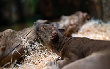 Fossa ahşap talaşlarının üzerinde uyuyor..
