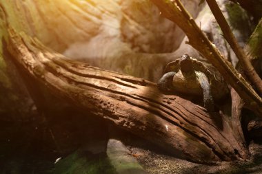 Kaplumbağa güneşli teraryumdaki büyük bir kütüğün üzerinde dinleniyor..