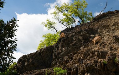 Barbary sheep climbing a steep rocky cliff.