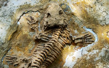 Tarih öncesi bir kayaya gömülü bir kertenkelenin fosilleşmiş iskeleti..