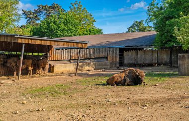 Avrupa bizonu hayvanat bahçesindeki ahşap bir muhafazada dinleniyor..