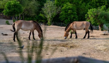 Przewalski 'nin atları yeşil ağaçlarla çevrili bir arazide otluyor..