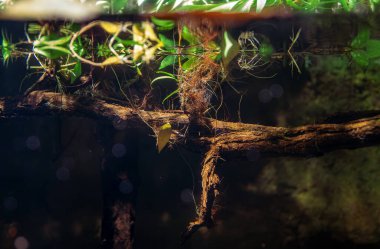 Yeşil bitkiler ve ağaç dalları ile tropik tatlı su yaşam alanı.