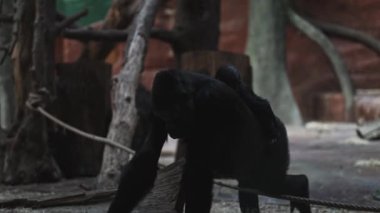 Batı ova gorili ve küçük yavrusu.