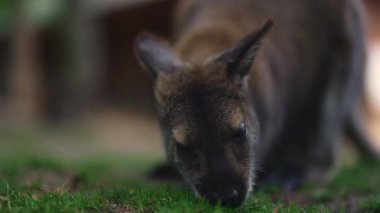 Bir grup kanguru, gölgeli bir yerde..