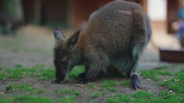 Bir grup kanguru, gölgeli bir yerde..