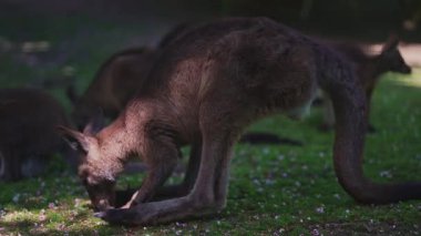 Bir grup kanguru, gölgeli bir yerde..