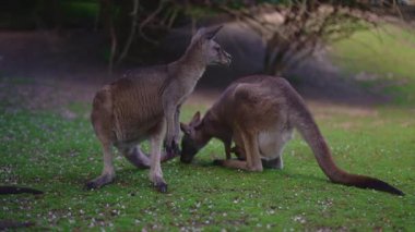 Bir grup kanguru, gölgeli bir yerde..