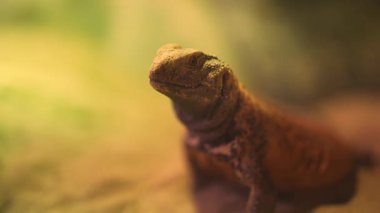 Dikenli uromastyx kertenkelesi sıcak kumlu bir ortamda dinleniyor..