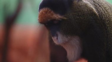 De Brazza 'nın hayvanat bahçesindeki maymunu.