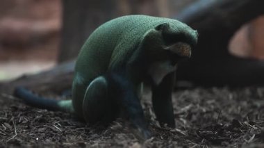 De Brazza 'nın hayvanat bahçesindeki maymunu.